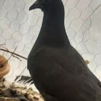 کبوتر بزک سینه سفید