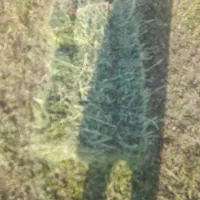پرس یونجه