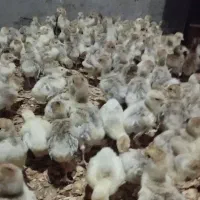 پیش فروش 200عدد بوقلمون قرمز