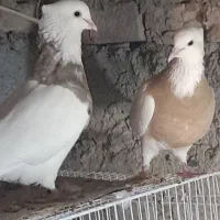 کبوتر طوقی کرمانشاهی|پرنده|هامون, |دیوار