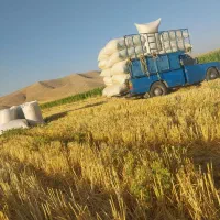 کاه گندم امسال