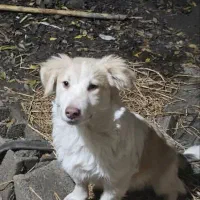 دو قلاده سگ نژاد ترییر