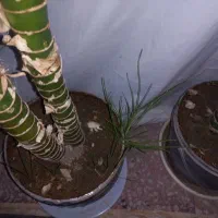 گل دیفن|گل و گیاه طبیعی|نهاوند, |دیوار