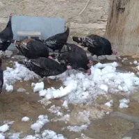 یدونه ۱۵۰۰۰۰۰