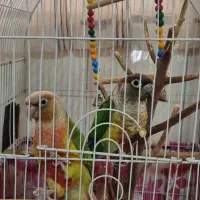 طوطی|پرنده|قم, کلهری|دیوار