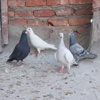 ۳عدد نر کرمانی یک مگس آلمانی جوانه