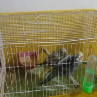 دو عدد عروس هلندی