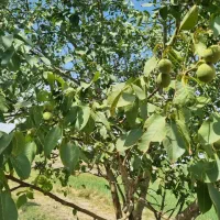 زمین  باغی ۲۱۳۷ متری با سند شش دانگ