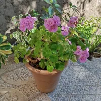 گل‌های فروشی