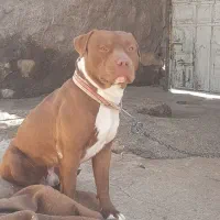 حیوان|سگ|اسلامآباد غرب, |دیوار