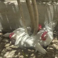 جوجه سه ماهه