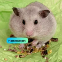 همستر تربیت شده گوگولی با لوازم|موش و خرگوش|تهران, جوادیه|دیوار