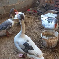 ۴ تا غاز درشت سالم