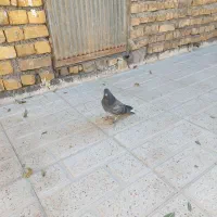 فروش دو عدد جوجه کبوتر|پرنده|خوانسار, |دیوار