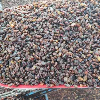 پخش کشمش ملکان|خوردنی و آشامیدنی|تبریز, |دیوار