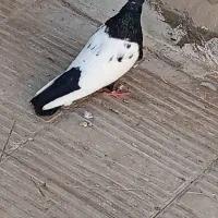 سینه دم سیاه|پرنده|کاشان, امیرکبیر|دیوار