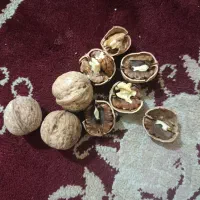 گردوی امسال چرب خوشمزه|خوردنی و آشامیدنی|سبزوار, قلعه‌نو دهزار|دیوار