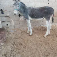خریدوفروش خر یاهمون الاغ اسب پالونی|حیوانات مزرعه|لاران, |دیوار