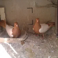 شاپرک