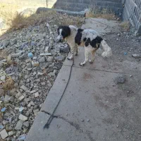 واگذاری توله