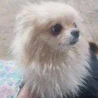 سگ پامر دوساله|سگ|رویان, |دیوار