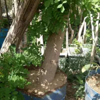 باغبانی درختچه نهالستان نهال درخت گل وگیاه فروشی|خدمات باغبانی و درختکاری|تهران, باغ خزانه|دیوار