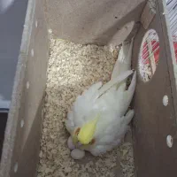 عروس مولد|پرنده|چمران, |دیوار