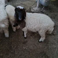 میش عربی با بره ماده