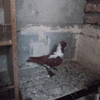 آلاپرمایاقره گوز سه پرش مونده