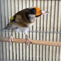 سهره دورگ چهار گل نر|پرنده|یاسوج, |دیوار
