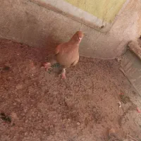 کبوتر|پرنده|قم, جمکران|دیوار
