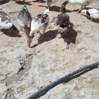فروش قو غاز و اردک