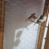 دوتا قناری ماده ابلاغ یکی نیمه فری یکی ساده