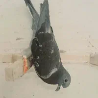۲تا پلاکی