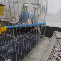 چند جفت مرغ عشق مولد همراه قفس کامل بزرگ