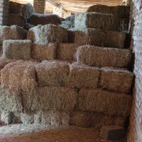 چهار تن پرس دیمه موجود است|لوازم جانبی حیوانات|شیروان (خراسان), |دیوار