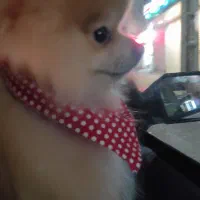 سگ پامرانین|سگ|اندیشه, شهرک مریم|دیوار