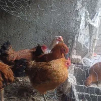 مرغ محلی تخم گذار|حیوانات مزرعه|جغتای, |دیوار