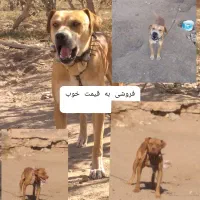 واگزاری  میشود