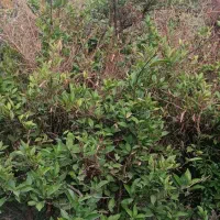 درخت خرماجا گردونی میخوام 4و5ساله