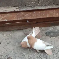 یک جفت سینه زرد.|پرنده|ایلخچی, |دیوار