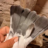 کله دم سبز ماده|پرنده|میانه, |دیوار