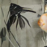 ماهی اسکار و آنجل