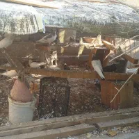 کفتر|پرنده|بندرعباس, |دیوار
