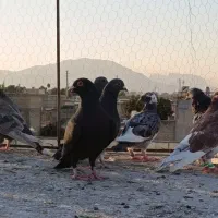 پلاکی زرنگ هوایی|پرنده|شیراز, پانصد دستگاه ارتش|دیوار