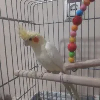 عروس هلندی قطعه دار