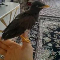 مرغ مینا دوماهه دستی ودونخور شده