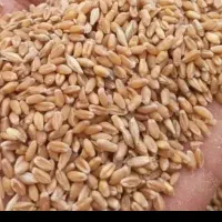 ۵۰۰ ال ۷۰۰ کیلو گندم