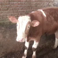 گوساله نر ۳ عدد|حیوانات مزرعه|دیواندره, |دیوار