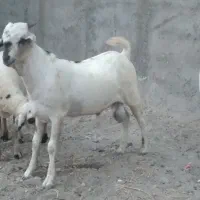 نری سومال با کهره ماده|حیوانات مزرعه|بندرعباس, |دیوار